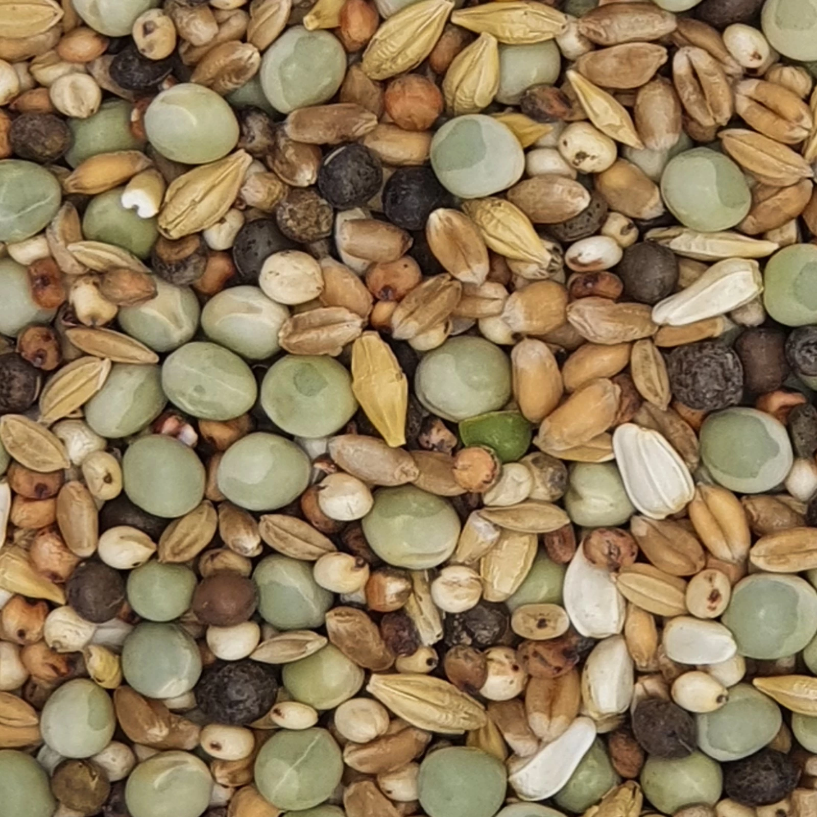 Gladen Rassetauben Ohne Mais 25kg 1 Gladen Rassetauben Ohne Mais 25kg