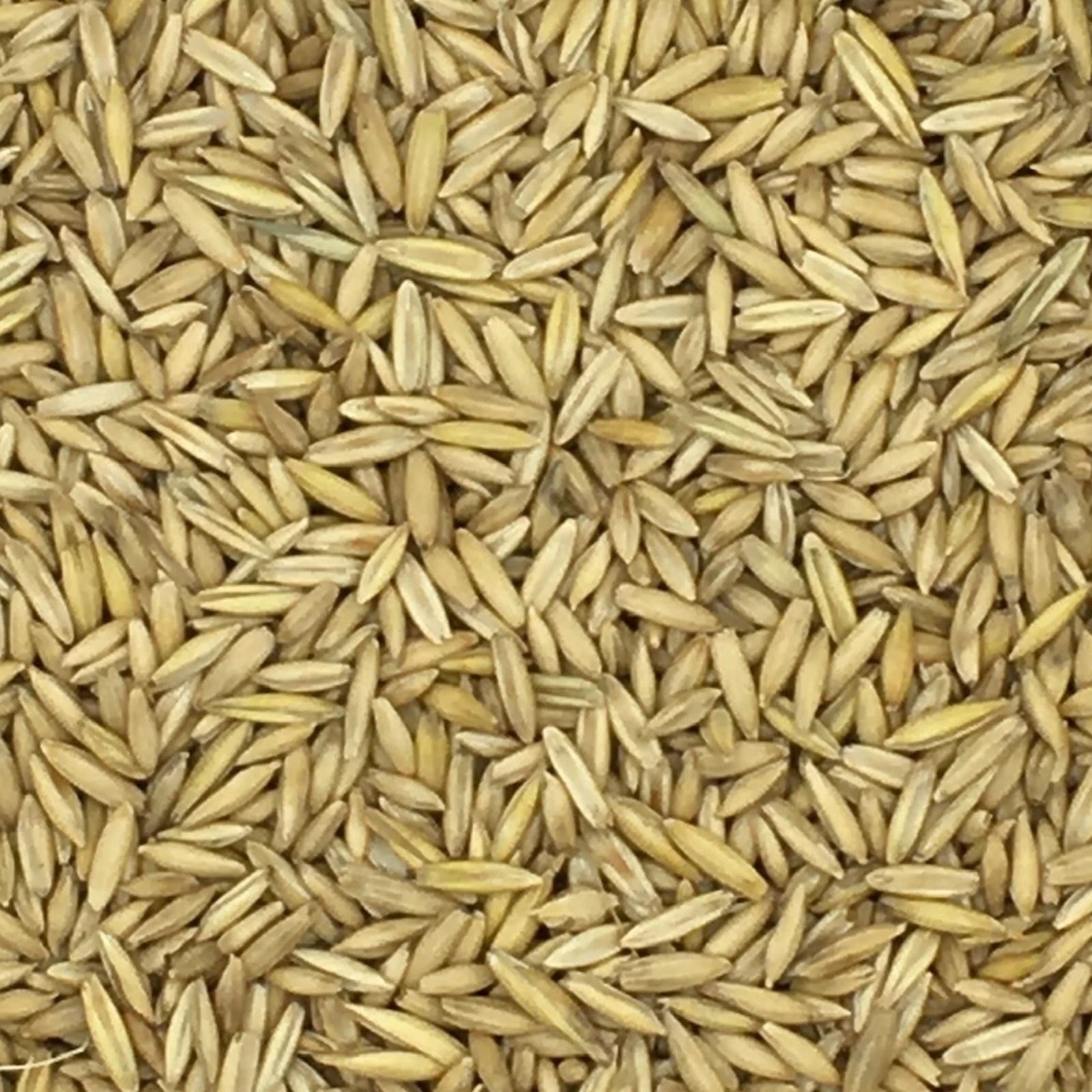 VERSELE-LAGA Hafer Derby - Versele 25kg 1 VERSELE-LAGA Hafer Derby - Versele 25kg