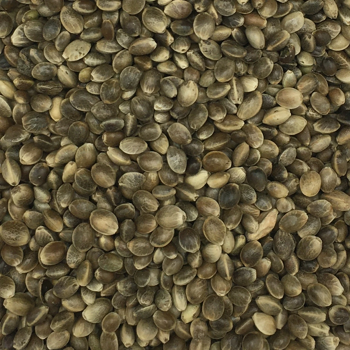 Hanfsaat Mittel - Gladen 20kg 1 Hanfsaat Mittel - Gladen 20kg