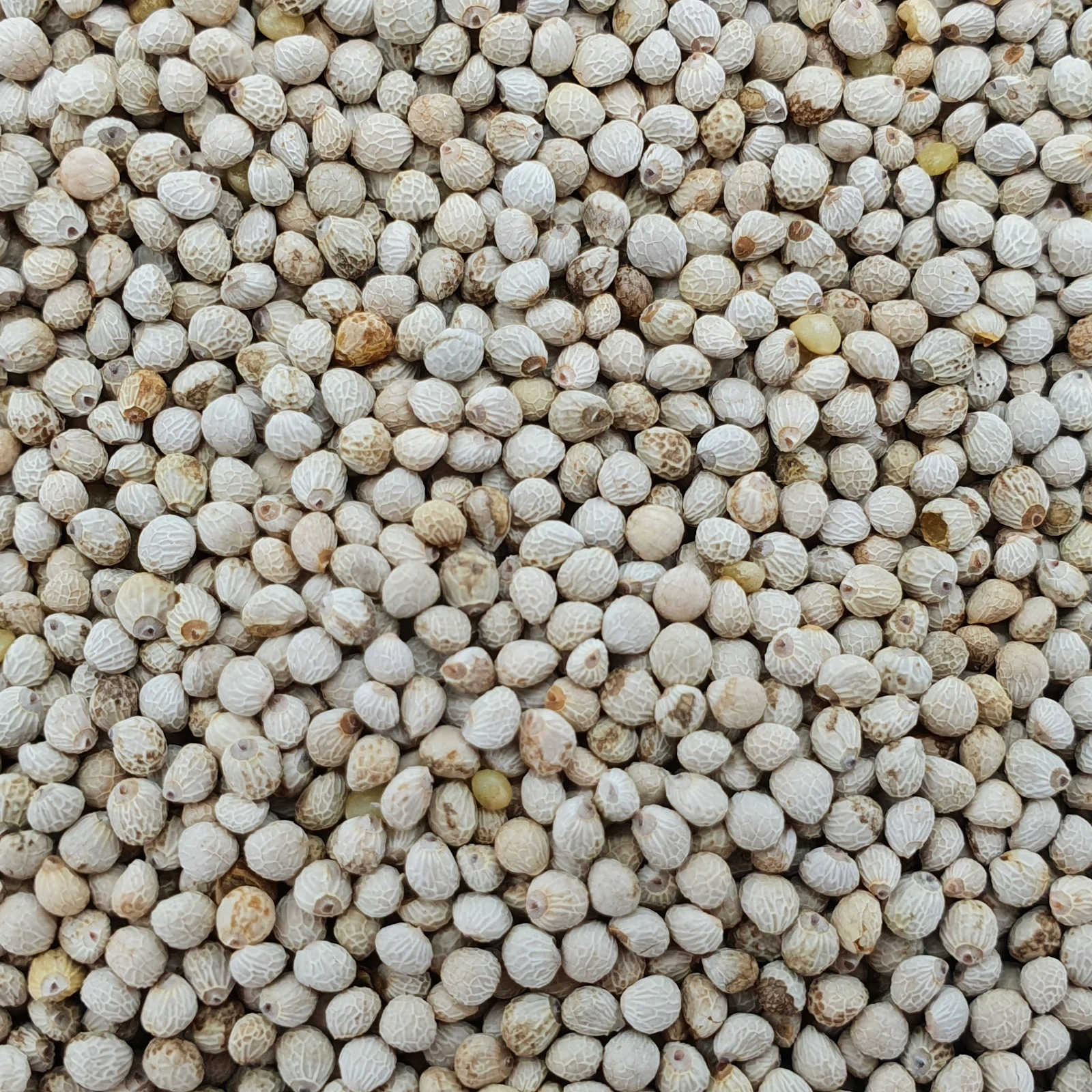 Perillasaat Weiß - Vanrobaeys 25kg 1 Perillasaat Weiß - Vanrobaeys 25kg