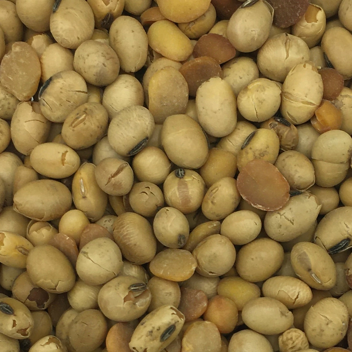 Soja GVO-Frei - Spinne 25kg 1 Soja GVO-Frei - Spinne 25kg