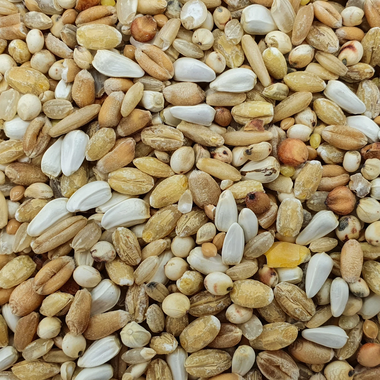 Spinne Leichte Kost 25kg 1 Spinne Leichte Kost 25kg