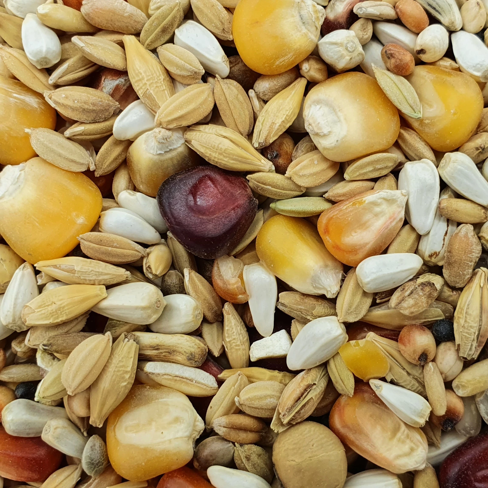 Spinne Top Relax 25kg 1 Spinne Top Relax 25kg