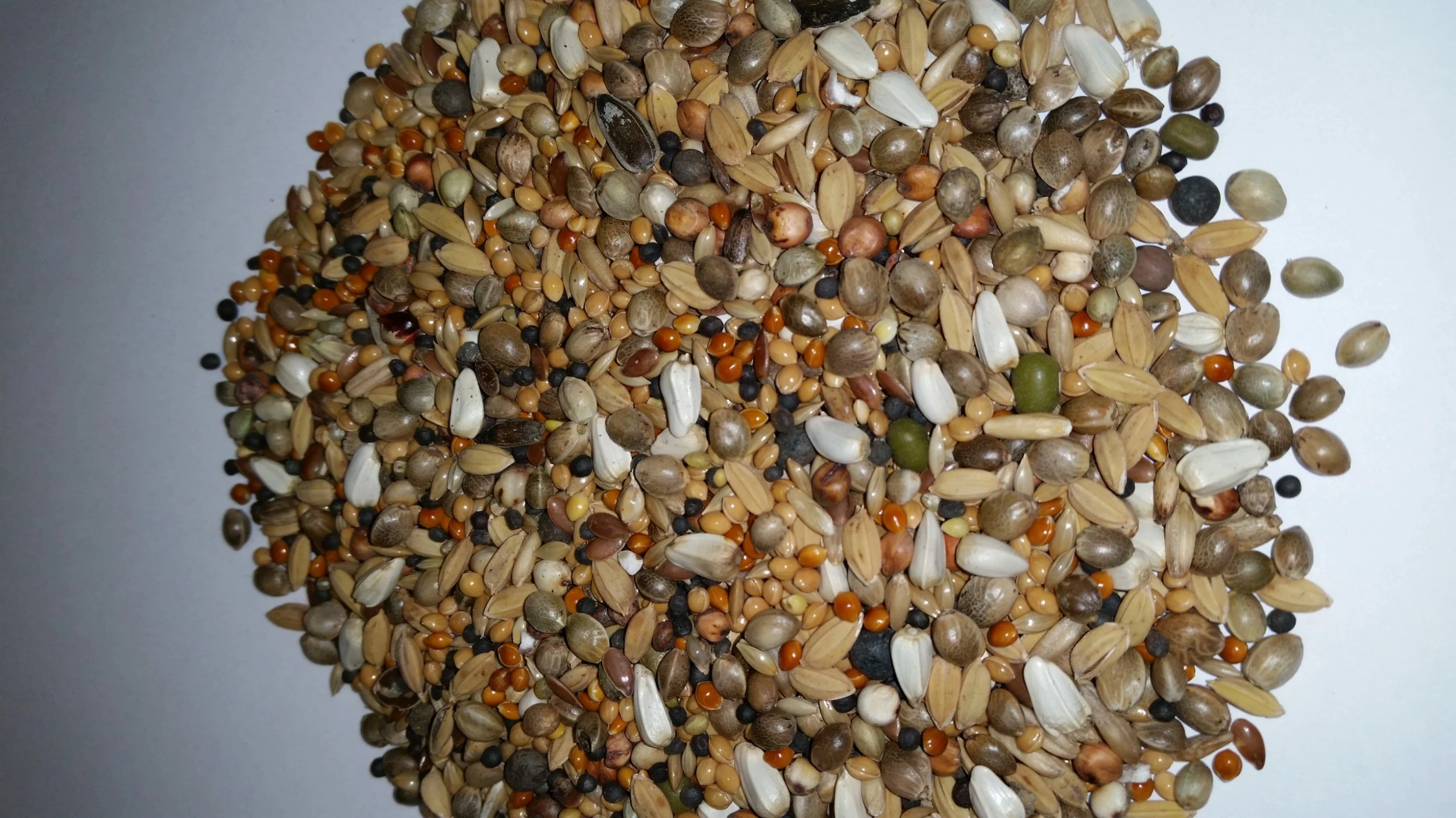 Paloma Nr.24 Diamond Sämereien 20kg 1 Paloma Nr.24 Diamond Sämereien 20kg